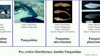 Pez, orden Siluriformes, familia Pangasiidae pangasius fish catfish micronemus bocourti Shark Hulu