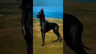 Great dane mass WhatsApp status #short video