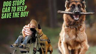 Dog Stops Car to save a boy and help his mother || GERMAN SHEPHERD SAVES BOY FROM ILLNESS ||