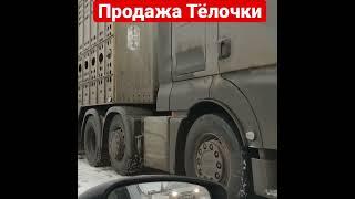 Продажа Оптом Коров, Тёлочек из России на экспорт СНГ. Порода Черно-Пестрая.Жми комментарии 