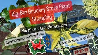 Big Box Store Plant Shopping Grocery Store Plant Shopping Marathon Rare Philodendron Compilation