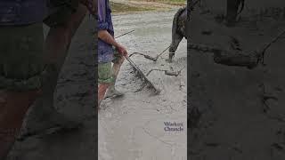 Ox-drawn plow working process- Ancient farming wisdom