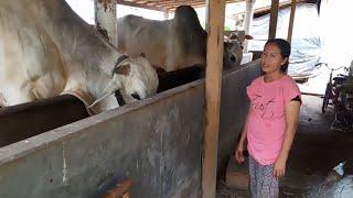 SATU-SATUNYA SAPI TUNGGANG‼️KLIRONG KEBUMEN