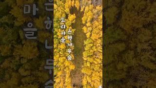 가을에 꼭 가봐야 할 여행지 경주 도리마을 은행나무숲