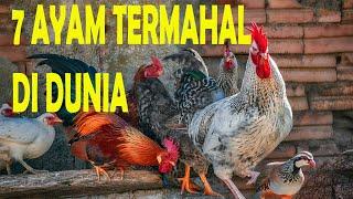 Ayam Termahal Di Dunia || Ada Ayam Dari Indonesia