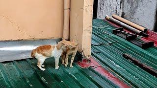 Cat fighting  | nabulabog ang umaga ko mga idol