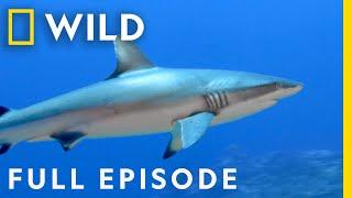 Journey to Shark Eden (Full Episode) | Nature Untamed