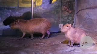 Filthy enclosures and miserable animals in China’s “saddest zoo”, but staff say all’s well