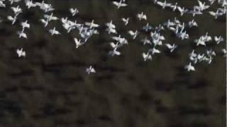 Snow geese migration