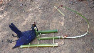 use bamboo to make bird trap for catching bird in forest