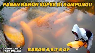 PANEN IKAN BABON DI KAMPUNG!! BABON SUPERR SEMUA DISINI!!