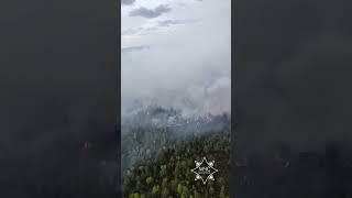 Лес горит в Вороновском районе