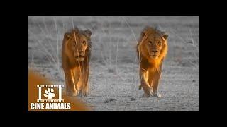 Kings of Nsefu - Lion Documentary | Cine Animals