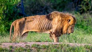 ANIMALS THAT ASKED PEOPLE FOR HELP!