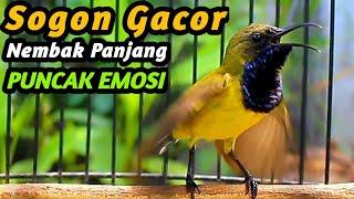 PANCINGAN SOGON GACOR NGKLEPER, SUARA BURUNG SOGON BIKIN NGAMUK SOGON TROTOL METALIK EMOSI #141