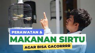 Perawatan burung sirtu cipow agar bisa gacor