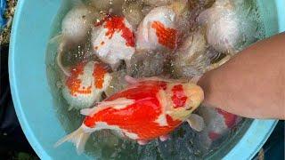 Big Best quality Oranda and Ryukin Goldfish