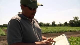 BeanCAP: What's Plant Breeding?