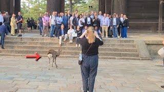 外国人観光客の集合写真に写り込む鹿