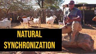 Natural Synchronization in Goat Farming