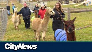 Stay calm by walking an alpaca