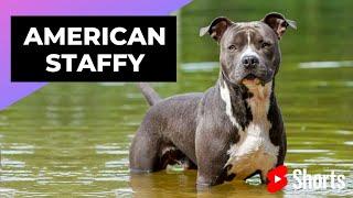 American Staffordshire Terrier  One Of The Most Popular Dog Breeds In The World #shorts