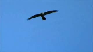 Goshawk hunting fast / Havik jaagt snel (Accipiter Gentilis)