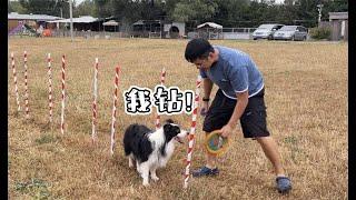 带米娅宠物乐园的一天—border collie Mia