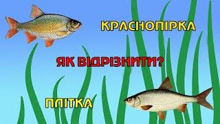 Плітка і краснопірка як відрізнити?! Відмінності плотви і краснопірки. Риби України.