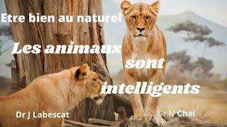 le Dr Norin Chai : les animaux sont intelligents et supérieurs aux humains