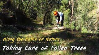 TAKING CARE OF FALLEN TREES (Cutting trees at my off-grid homestead in Portugal for firewood) *32