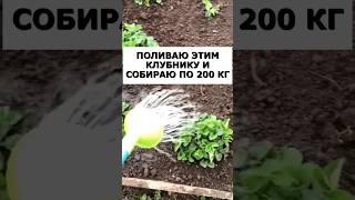 Поливаю этим клубнику и собираю по 200 кг крупных ягод #огород #дача #сад #урожай #клубника