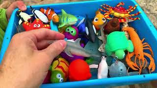 Sea Animals and Ocean Creatures Fun Facts at the River