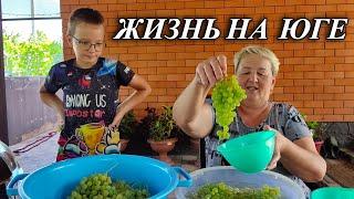 646ч Собрали виноград/Вечерняя рыбалка/Обзор домашних дел