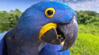 The Most Beautiful Parrot On Earth | Hyacinth Macaw