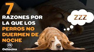 7 razones por las que un perro no duerme de noche