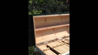 Top bar hive inspection June 2014