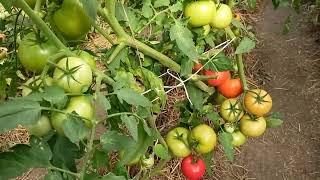 Суперурожайные томаты от компании "Гавриш"