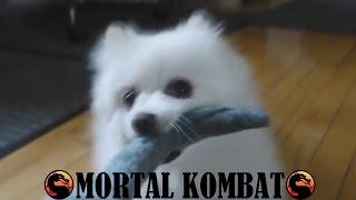 Gabe the Dog - Mortal Kombat