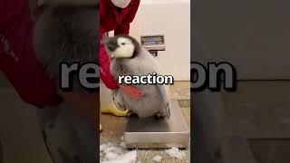 CAN YOU RELATE to this PENGUIN  | Wholesome Moments