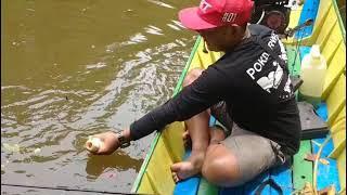 Mancing Ikan Jelawat di Anak Sungai Mahakam #shorts