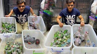Exotic Parrots & Babies Chicks in Saddar Birds Market | PBI Official