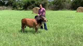 International Miniature Zebu Association (IMZA) Online/Virtual Stock Show Example Video 2020