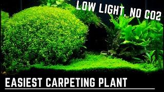 Easy, Low Light, No Co2 Carpeting Plant - Plant Species Spotlight - Pearlweed