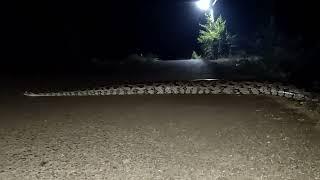 Giant Snake | Indian Stone Python | Viral Video