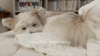 Eng) Abandoned Dog Adoption Vlog l Autumn Daily Life Vlog with a Lovely Puppy