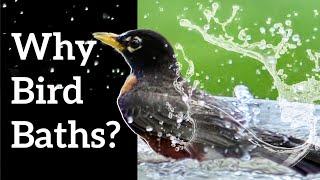 Why Do Birds Take Baths?