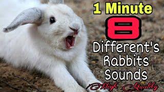 Rabbit Screaming Sounds High Quality || Rabbit Sounds || Bunny Screaming Sounds