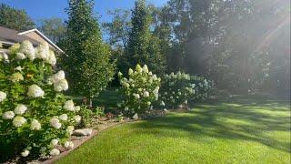 Hydrangea Tour In My Garden: Walking and Chatting Through the Garden In Early August!