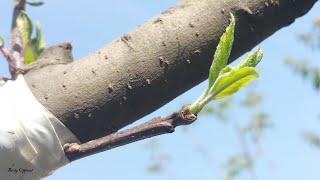 How To Graft A Fruit Tree | Grafting Apple To Pear Tree | Lateral Bark Grafting